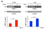 TIMP1 Antibody in Western Blot (WB)