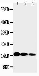 IL-3 Polyclonal Antibody