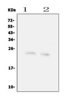 FGF22 Antibody in Western Blot (WB)