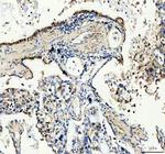 GDNF Antibody in Immunohistochemistry (Paraffin) (IHC (P))