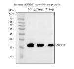 GDNF Antibody in Western Blot (WB)