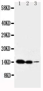 IL-2 Antibody in Western Blot (WB)