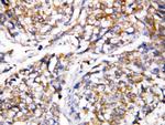 Caspase 4 Polyclonal Antibody