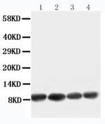 Apelin Polyclonal Antibody