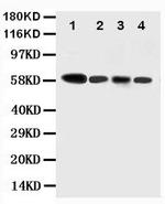 Caspase 10 Polyclonal Antibody