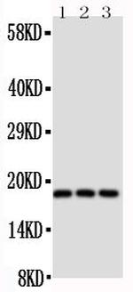 CD90 Polyclonal Antibody