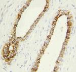 Caspase 1 p10 Polyclonal Antibody