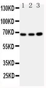 GBP1 Polyclonal Antibody