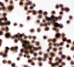CD45 Antibody in Immunocytochemistry (ICC/IF)
