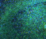 CD45 Antibody in Immunohistochemistry (Paraffin) (IHC (P))