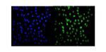 HSF2 Polyclonal Antibody