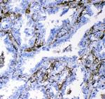 CD18 Antibody in Immunohistochemistry (Paraffin) (IHC (P))