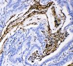 CD18 Antibody in Immunohistochemistry (Paraffin) (IHC (P))