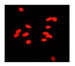 Ku80 Polyclonal Antibody