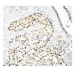 Ku80 Antibody in Immunohistochemistry (Paraffin) (IHC (P))
