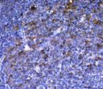 HTR1A Antibody in Immunohistochemistry (Paraffin) (IHC (P))