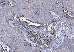 HTR1A Antibody in Immunohistochemistry (Paraffin) (IHC (P))