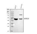 HTR1A Antibody in Western Blot (WB)