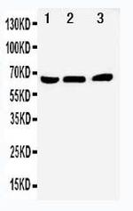 Nur77 Polyclonal Antibody