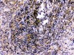 TLR7 Antibody in Immunohistochemistry (Paraffin) (IHC (P))