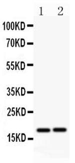 Caspase 8 p18 Antibody in Western Blot (WB)