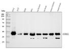 CrkL Antibody in Western Blot (WB)