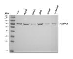 HSC70 Antibody in Western Blot (WB)