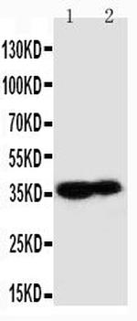 Kallikrein 9 Polyclonal Antibody