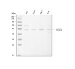 LOX-1 Polyclonal Antibody