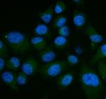 SHP2 Polyclonal Antibody