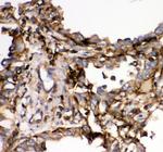 SHP2 Antibody in Immunohistochemistry (Paraffin) (IHC (P))