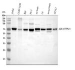 SHP2 Antibody in Western Blot (WB)