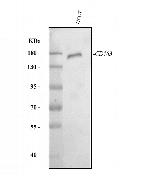 CD163 Antibody in Western Blot (WB)