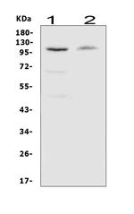 CSF1R Polyclonal Antibody