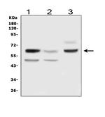DLL3 Polyclonal Antibody