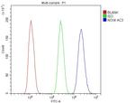 NOX4 Antibody in Flow Cytometry (Flow)