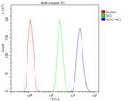 NOX4 Antibody in Flow Cytometry (Flow)