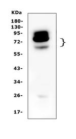 NOX4 Antibody in Western Blot (WB)