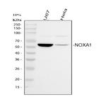 NOXA1 Polyclonal Antibody