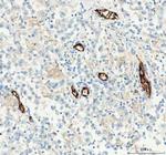 CD31 Antibody in Immunohistochemistry (Paraffin) (IHC (P))