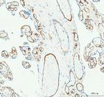 CD31 Antibody in Immunohistochemistry (Paraffin) (IHC (P))