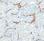 CD31 Antibody in Immunohistochemistry (Paraffin) (IHC (P))
