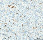 CD31 Antibody in Immunohistochemistry (Paraffin) (IHC (P))