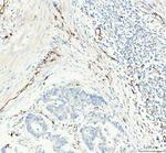 CD31 Antibody in Immunohistochemistry (Paraffin) (IHC (P))