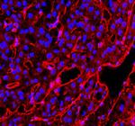 CD31 Antibody in Immunohistochemistry (Paraffin) (IHC (P))