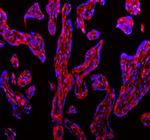 CD31 Antibody in Immunohistochemistry (Paraffin) (IHC (P))
