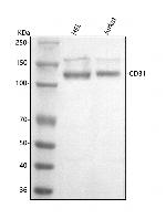 CD31 Antibody in Western Blot (WB)