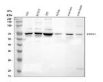DDX5 Antibody in Western Blot (WB)
