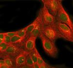 NRG1 Polyclonal Antibody