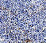 NRG1 Antibody in Immunohistochemistry (Paraffin) (IHC (P))